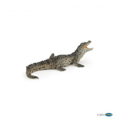Bébé Crocodile